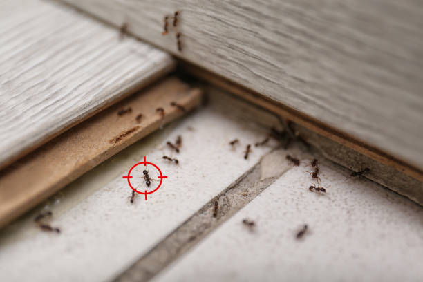 Best Bed Bug Extermination  in Delavan, IL