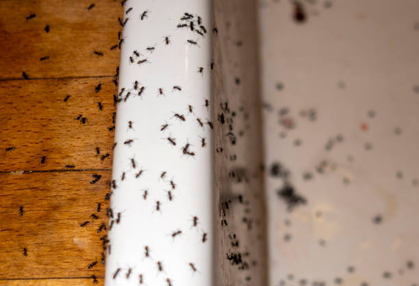 Best Local Pest Control Services  in Delavan, IL