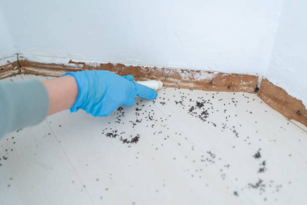 Best Spider Control Near Me  in Delavan, IL